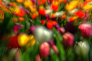 Bowral NSW Tulip Time 2