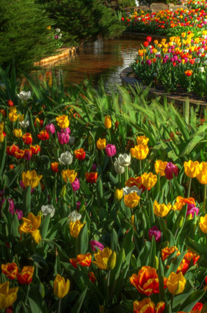Bowral NSW Tulip Time 3
