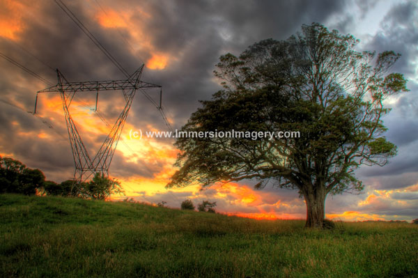 tree-lines1.jpg