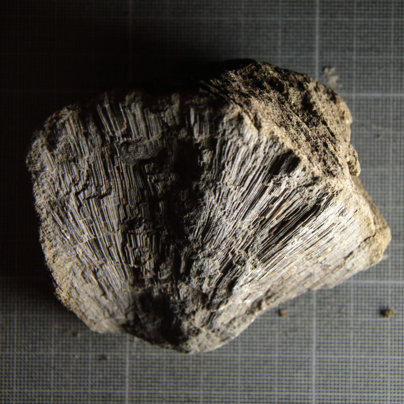 Stenopora Bryozoan