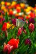 Bowral NSW Tulip Time
