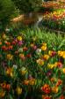 Bowral NSW Tulip Time 3