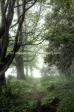 roberson-mist-1.jpg