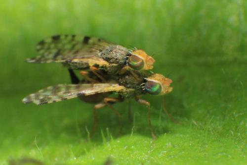 Dotted-Wing Lauxaniid Fly