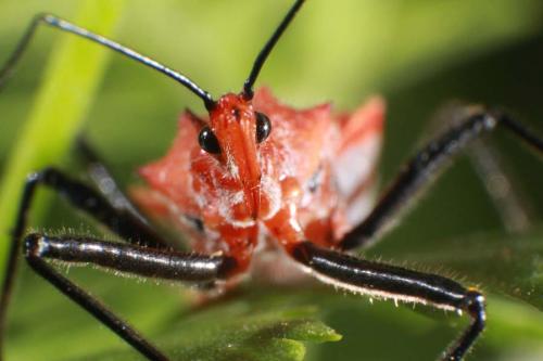 Red assassin bug