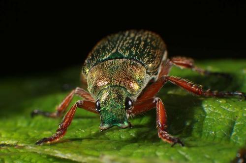 Christmas-Beetle