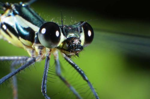Damselfly