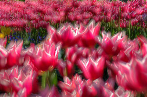 HDR tulip time